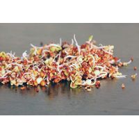 Living Seeds Vitality Mix Sprouting & Microgreen Seeds